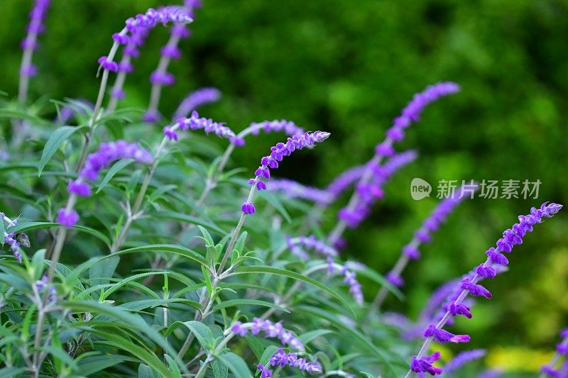 墨西哥灌木鼠尾草/白花鼠尾草